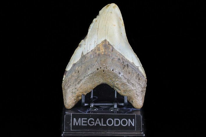Large, Fossil Megalodon Tooth - North Carolina #75527